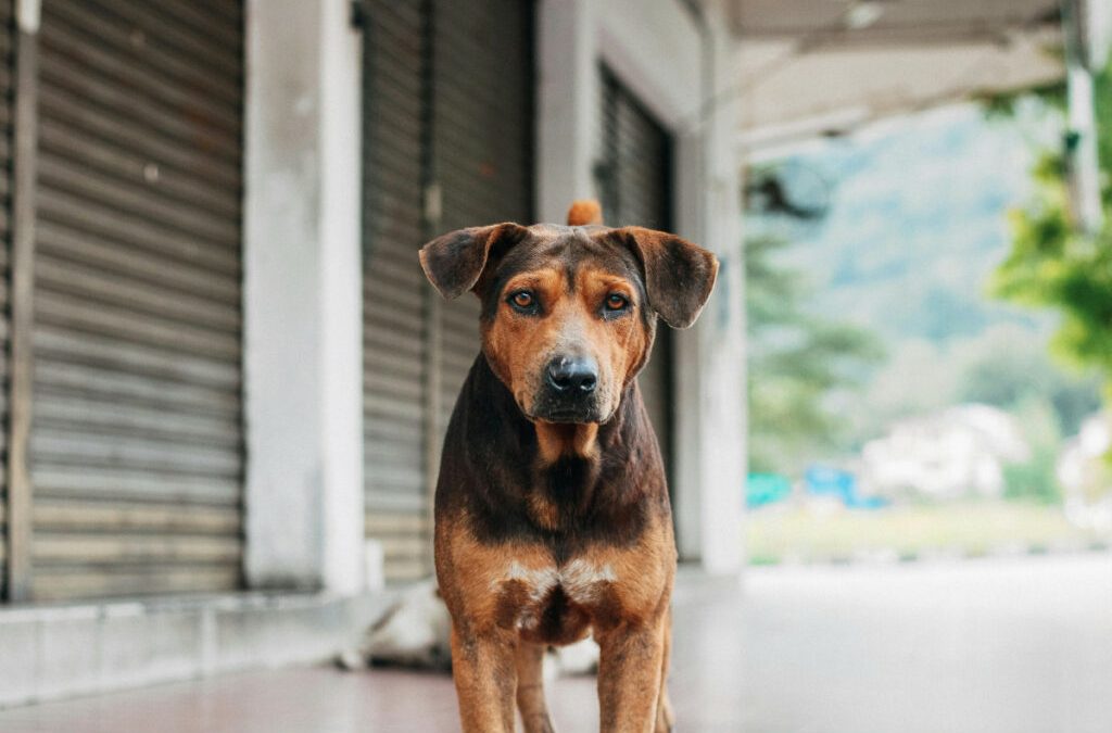 Ecuador busca eliminar la rabia para 2030 y apunta a la vacunación de perros