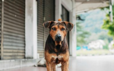 Ecuador busca eliminar la rabia para 2030 y apunta a la vacunación de perros