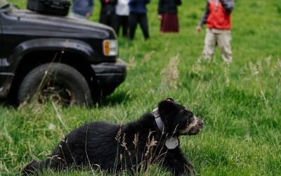 Cusín, el pequeño oso andino que regresó a los bosques de Imbabura