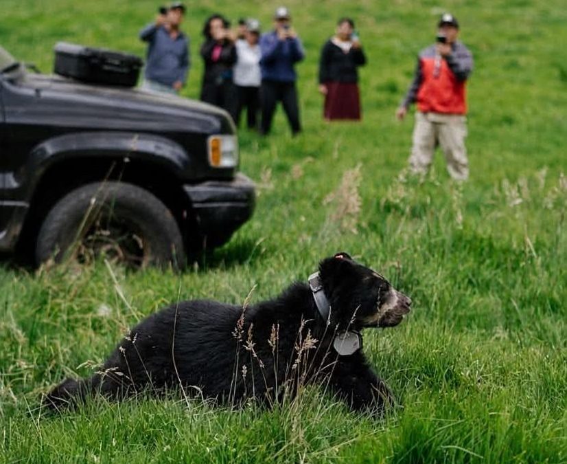 Cusín, el pequeño oso andino que regresó a los bosques de Imbabura