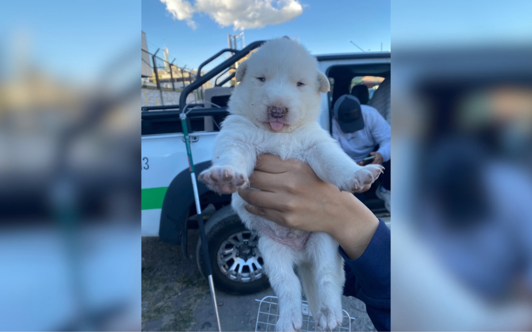 Rescatan a una perrita y sus cuatro cachorros en Tumbaco